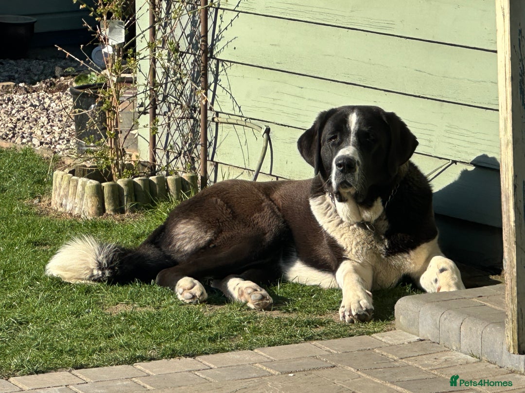Central Asian Shepherd dogs for sale: Female alabi  - Image 3