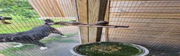 Finches birds for sale: Baby zebra finches for sale in Leicester - Advert 2