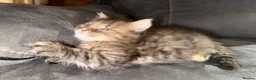 Maine Coon cats for sale: Stunning Maine Coon X Kittens Needing New Homes! - Advert 16