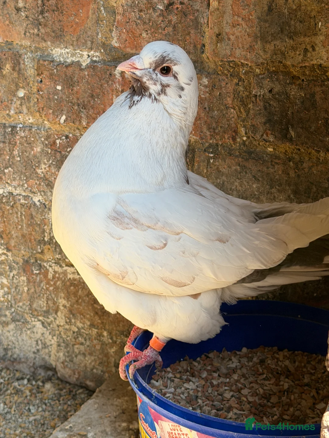 Pigeons birds for sale: Pair of Iranian Pigeons and Modena for Sale 🕊️ - Advert 2