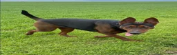 Chinese Red Dog dogs for sale: Chinese Red Dog Laizhou Hong pups - Advert 12