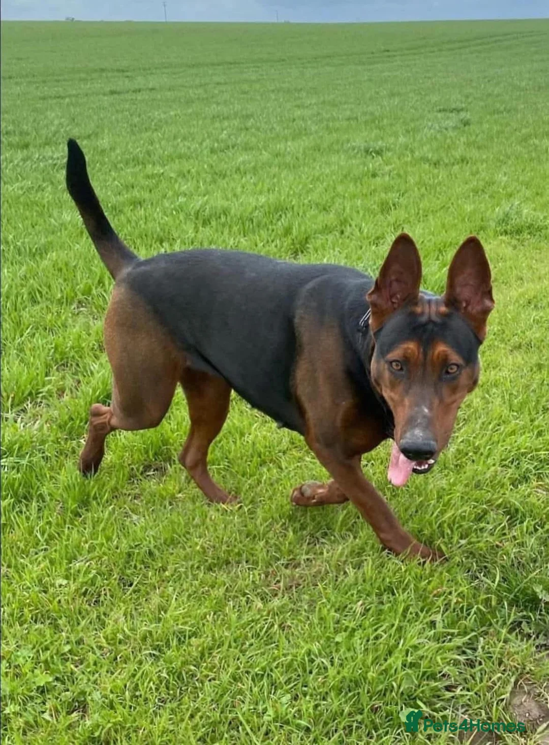 Chinese Red Dog dogs for sale: Chinese Red Dog Laizhou Hong pups - Advert 12