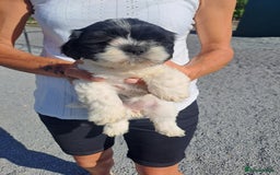 Lhasapoo dogs for sale: Lhaspoo Puppies  - Image 1