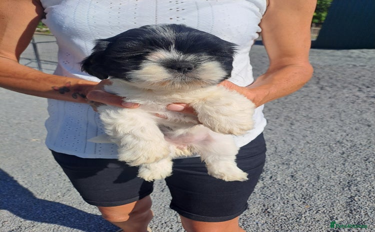 Lhasapoo dogs - Advert 2