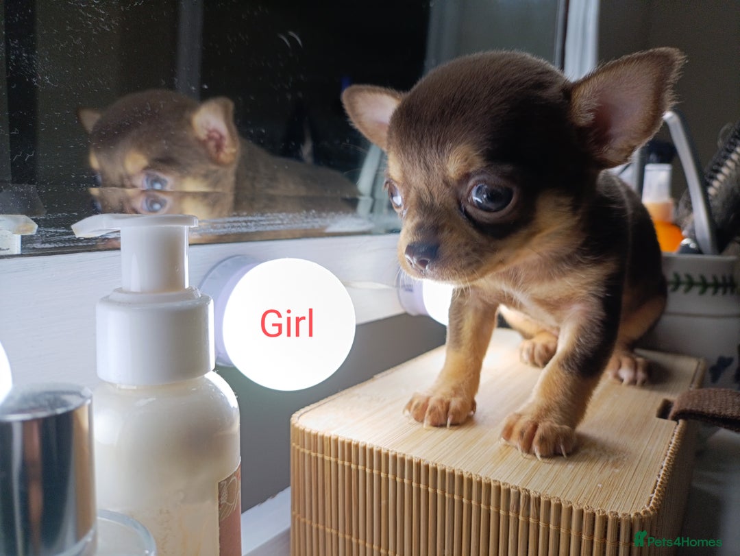 Chihuahua dogs for sale: 1 boys 3 girl pedigree chihuahua - Advert 9