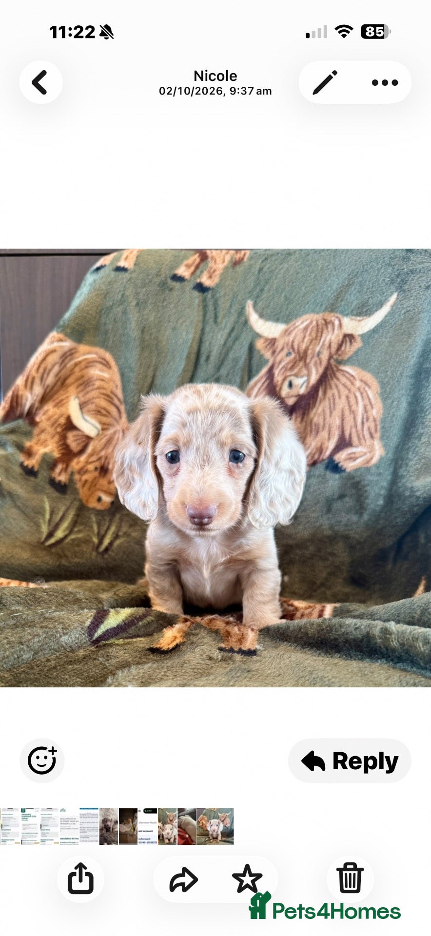 Miniature Dachshund dogs Reduced ! KC reg ,health tested fluffy carriers - Advert 2