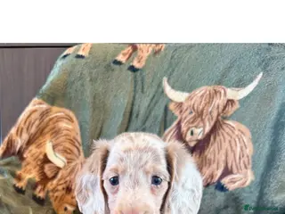 Miniature Dachshund dogs Reduced ! KC reg ,health tested fluffy carriers - Advert 2