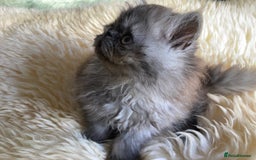 Persian cats for sale: Beautiful male persian Black Smoke - Image 4