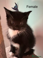 British Longhair cats Two kittens for sale - Advert 3