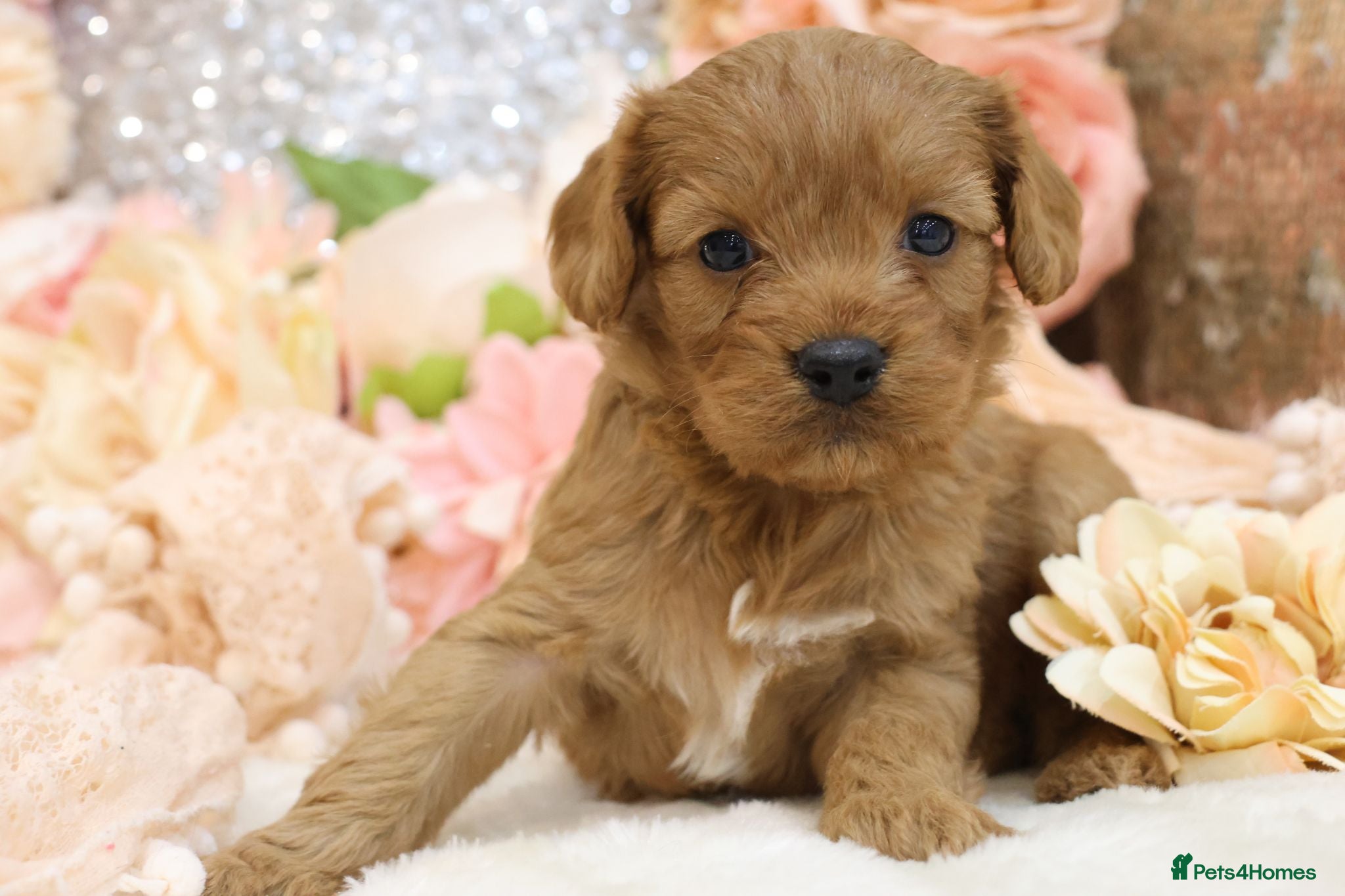 Cavapoo dogs *HEALTH TESTED* CAVAPOOS - Advert 2