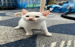 Mixed Breed cats for sale: 5 kittens for sale - Image 7