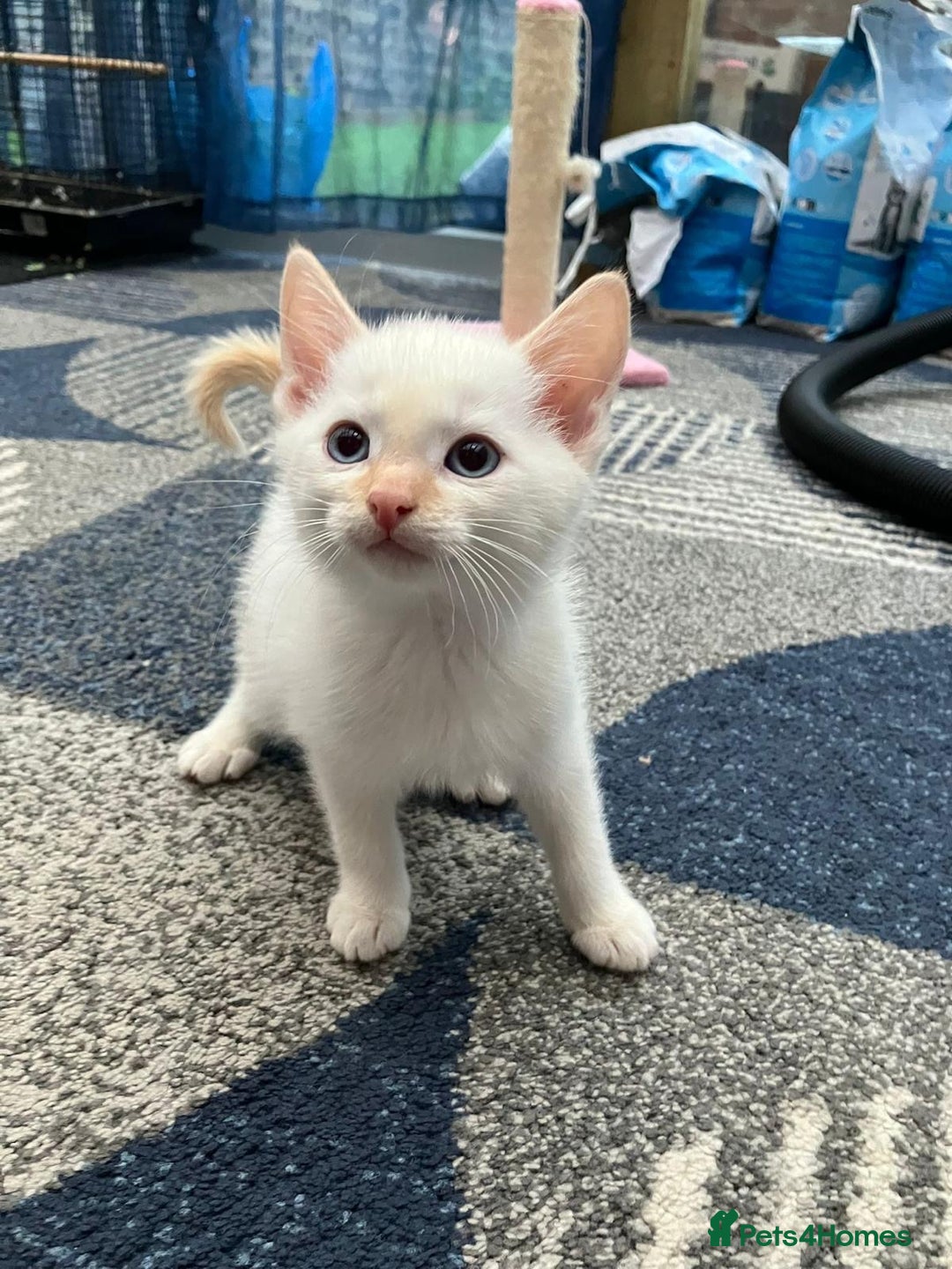 Mixed Breed cats for sale: 5 kittens for sale - Image 7