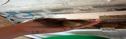 Chickens poultry for sale: 🐥🐣🥚USA Bearded silkies🐥Vorwerk🐥Brahmas🥚🐣🐥 - Advert 9