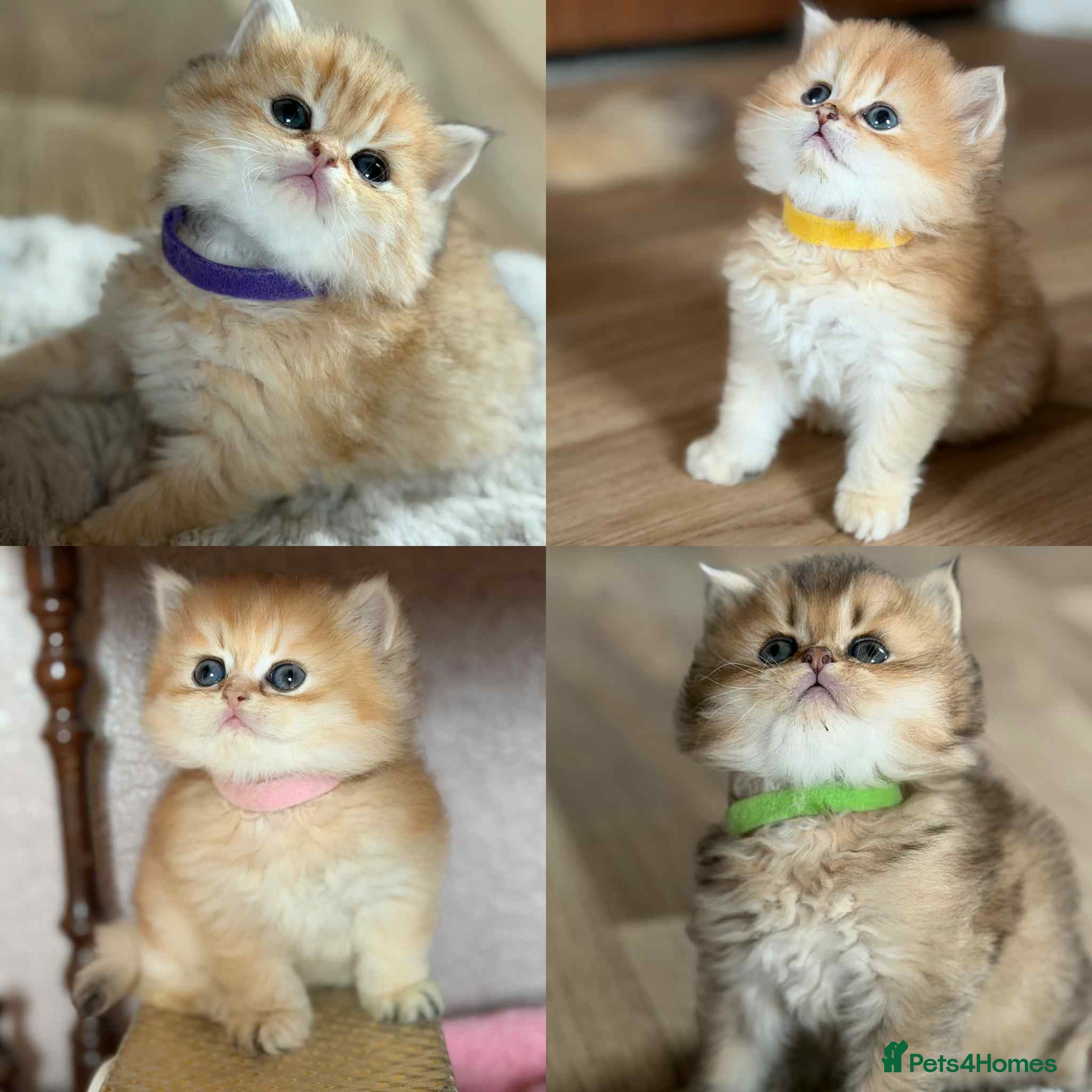 British Longhair cats ⭐️STUNNING GOLDEN BRITISH LONGHAIR TICA KITTENS⭐️ - Advert 4