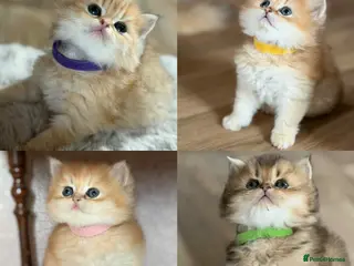 British Longhair cats ⭐️STUNNING GOLDEN BRITISH LONGHAIR TICA KITTENS⭐️ - Advert 4