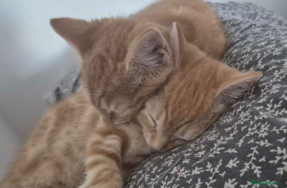 Mixed Breed cats Two female ginger tabby kittens  - Advert 7