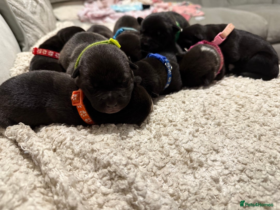 Mixed Breed dogs for sale: Cane corso mix Akita  - Image 2