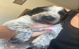 Cocker Spaniel dogs for sale: Working cocker spaniels - Image 20