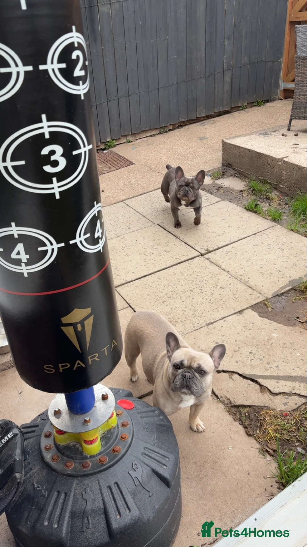 French Bulldog dogs for sale: Male & female frenchie - Advert 8