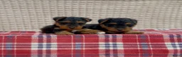 Welsh Terrier dogs for sale: BEAUTIFUL WELSH TERRIER PUPPIES  - Advert 5