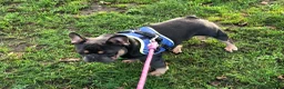 French Bulldog dogs for sale: Top Quality French Bulldog Puppies - Advert 6