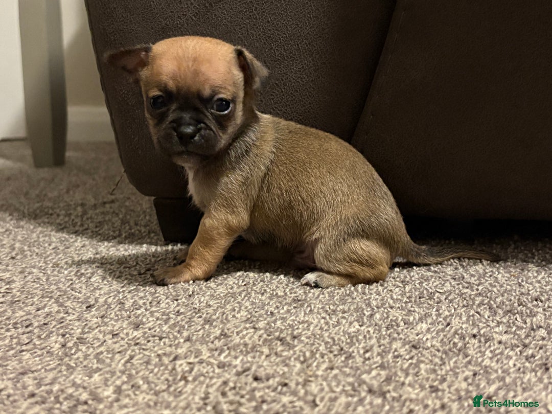 Chihuahua dogs for sale: Chihuahua Pup for Sale - Image 6