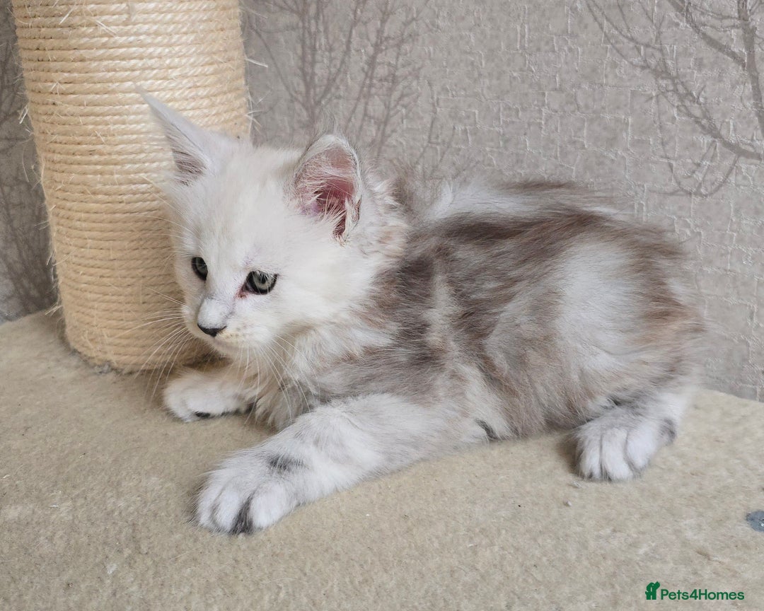 Maine Coon cats for sale: RARE Maine Coon Kittens Black Shaded  - Image 32