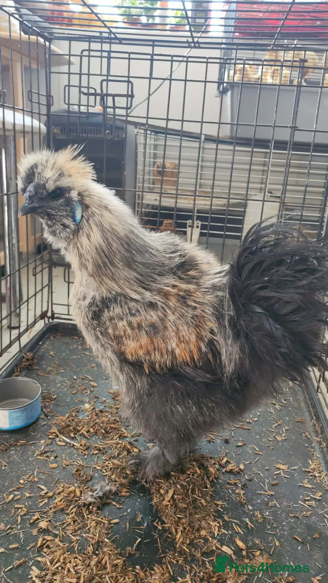 Chickens poultry for sale: Various cockerels  - Advert 2