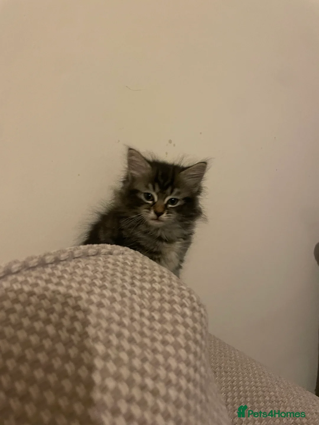 Mixed Breed cats for sale: 2 Tabby Kittens and 1 Black kitten for sale in Guildford - Advert 11