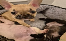 French Bulldog dogs for sale: Beautiful frenchie puppies looking to be homed  - Image 6
