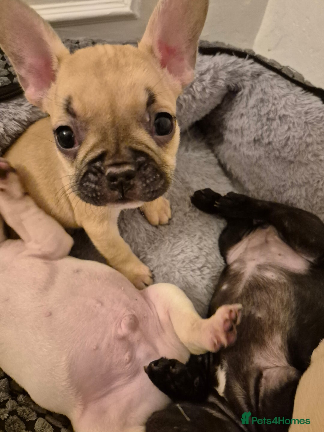 French Bulldog dogs for sale: Beautiful frenchie puppies looking to be homed  - Image 6