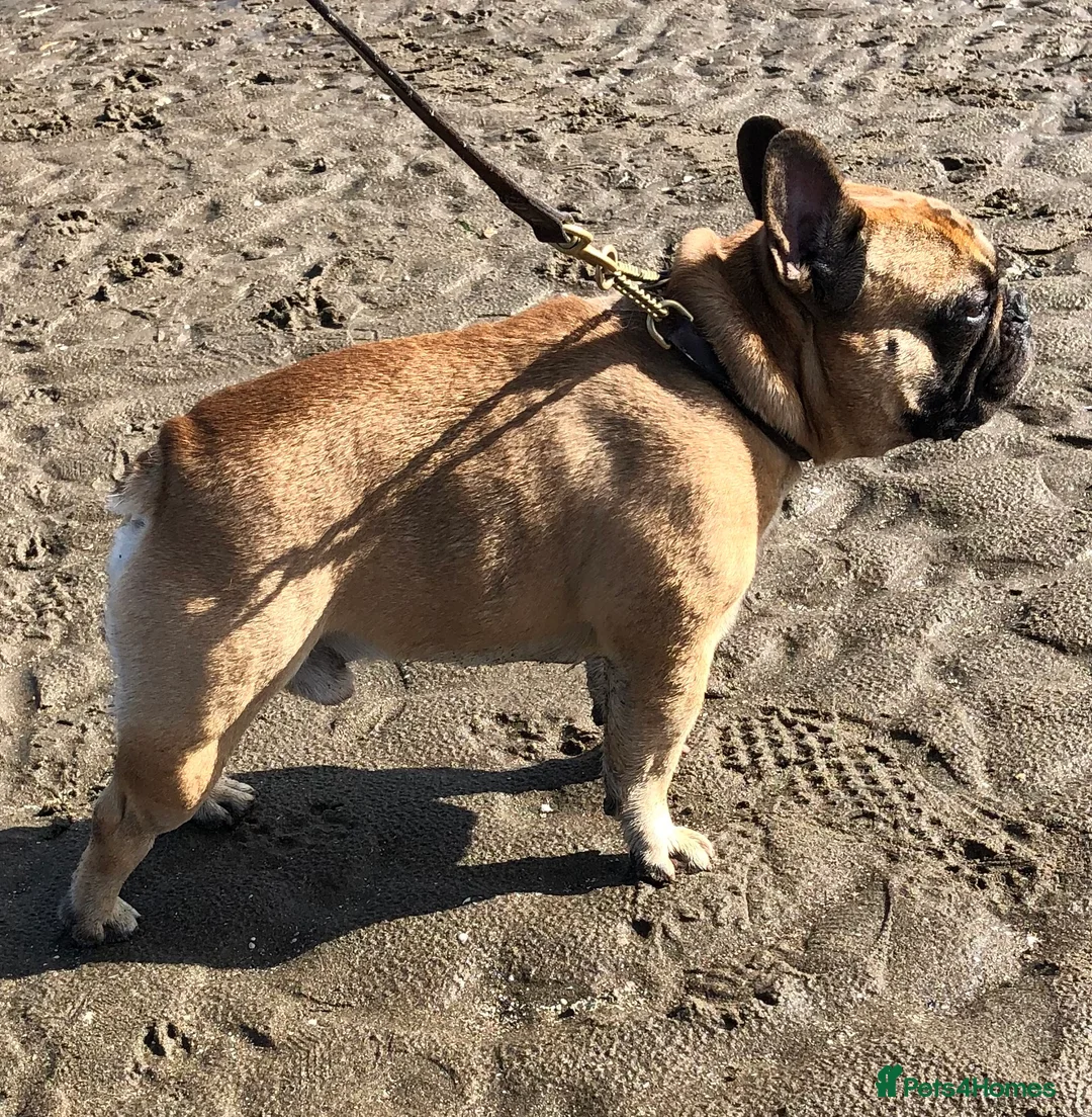 French Bulldog dogs for stud: Henri show winning red fawn stud  - Advert 15