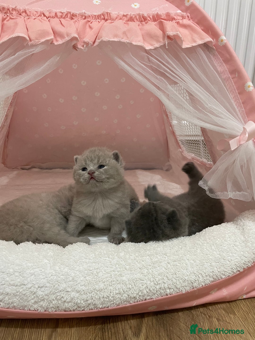 Scottish Fold cats for sale: Scottish Fold/ Straight kitties  - Advert 29