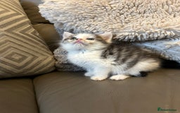 Mixed Breed cats for sale: 4 beautiful female kittens  - Advert 10
