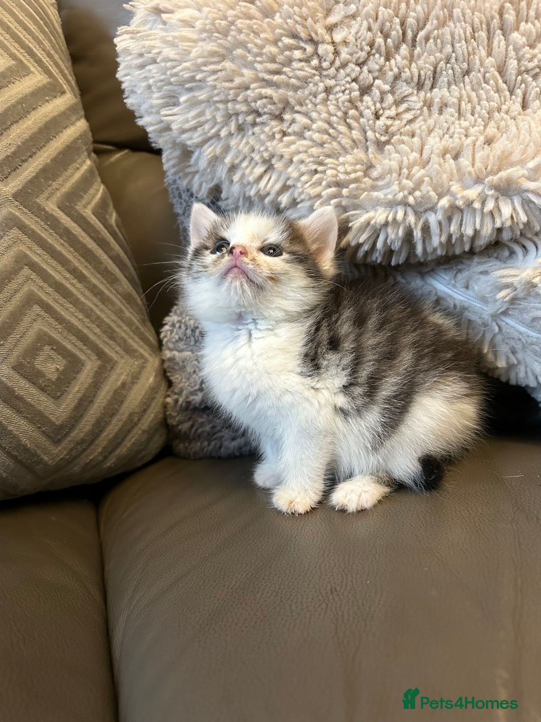 Mixed Breed cats for sale: 4 beautiful female kittens  - Advert 10