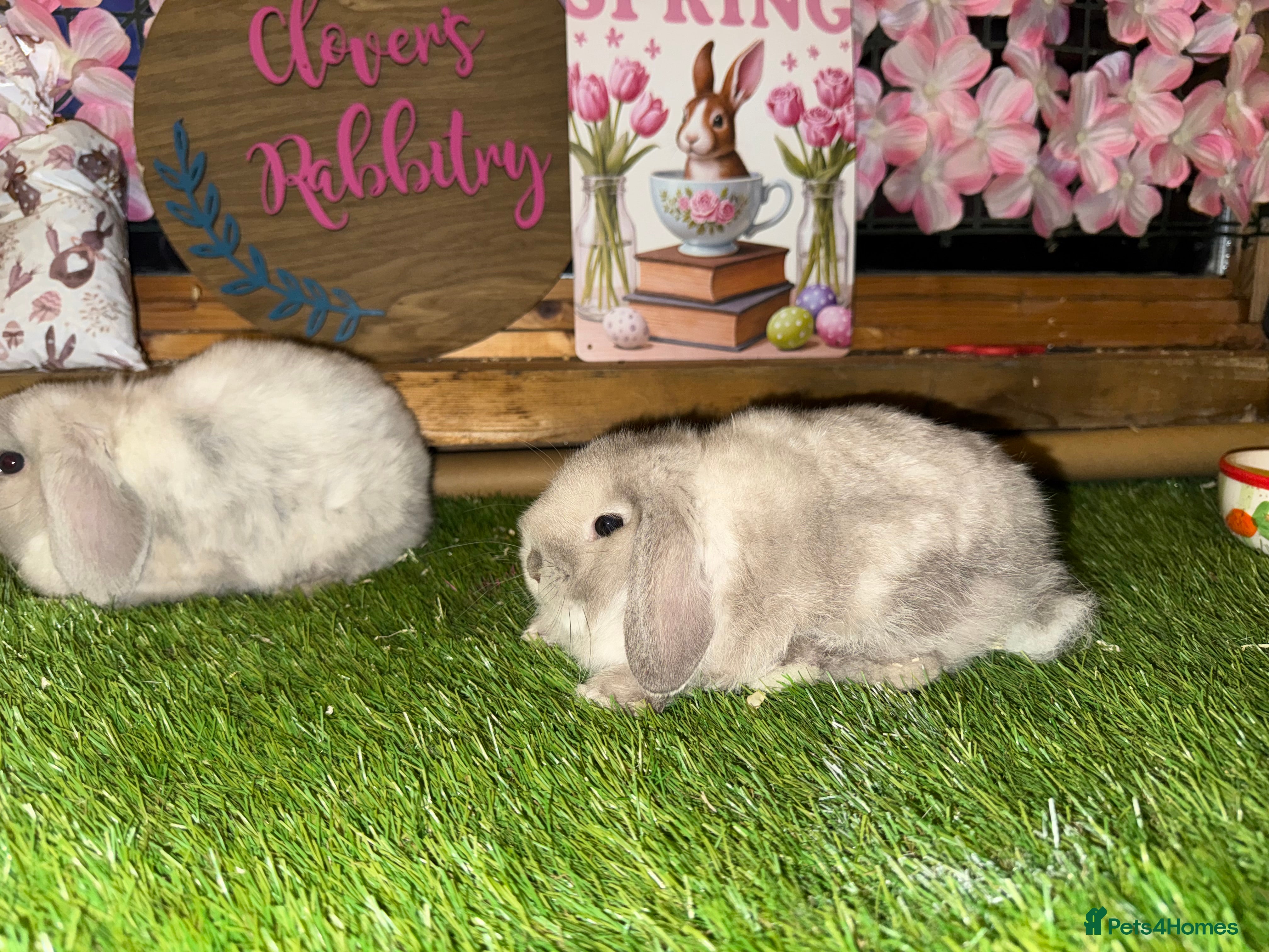 Mini Lop rabbits Pedigree Mini Lops - Advert 14