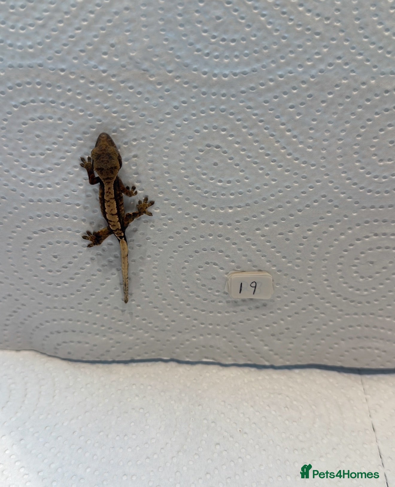 Gecko reptiles Baby crested geckos  - Advert 12