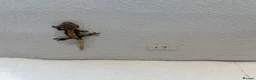 Gecko reptiles for sale: Baby crested geckos  - Advert 2