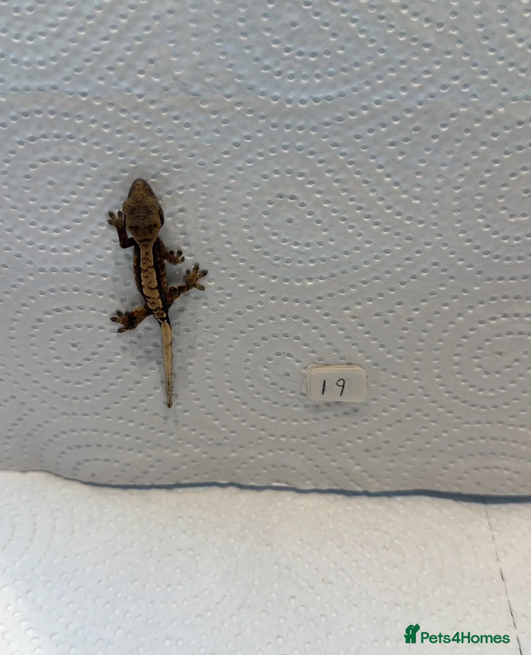 Gecko reptiles for sale: Baby crested geckos  - Advert 2