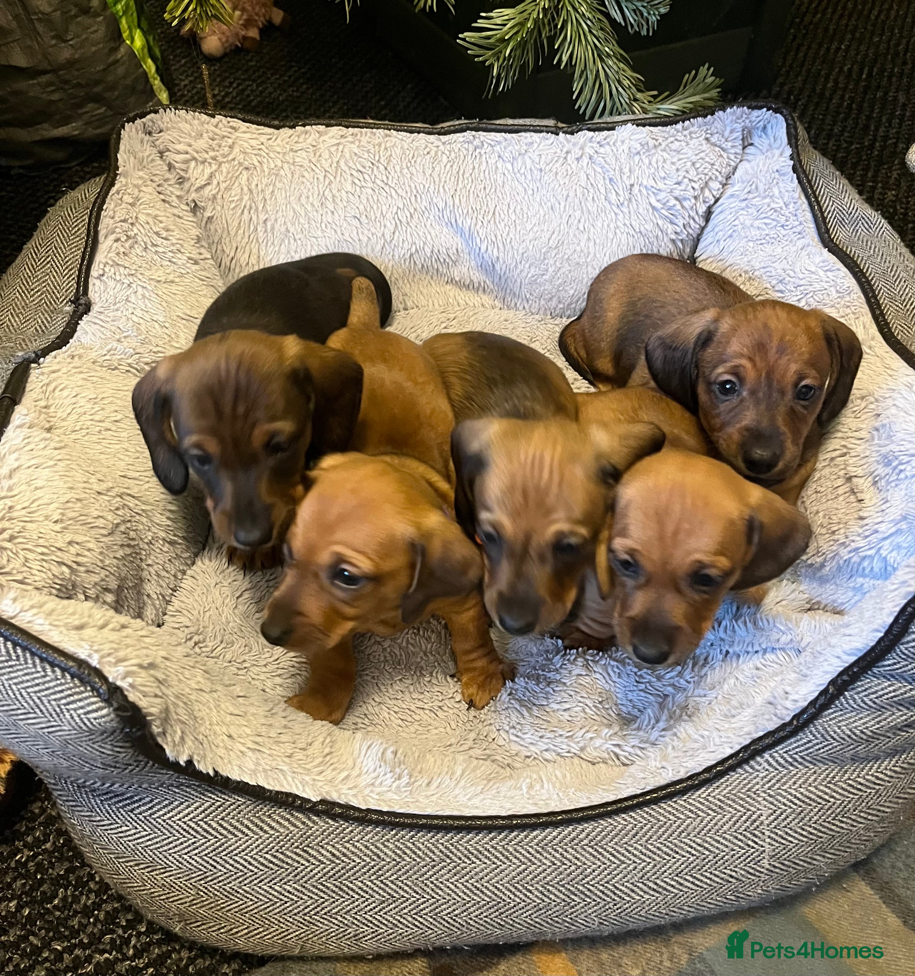 Dachshund dogs Red dachshund puppies  - Advert 2