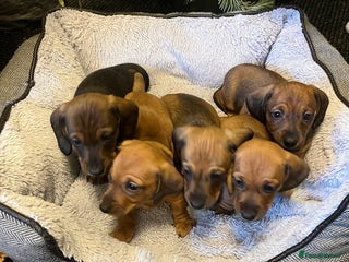 Dachshund dogs Red dachshund puppies - Advert 6
