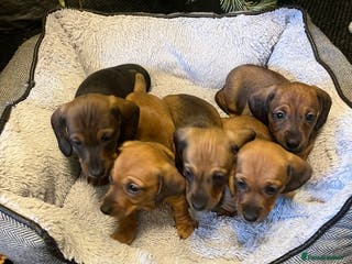 Dachshund dogs Red shaded dachshund puppies - Advert 2