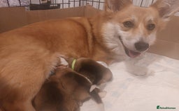 Welsh Corgi Pembroke dogs for sale: 3 Cuddly Corgi Pups for Sale; 2 males, 1 female - Image 12