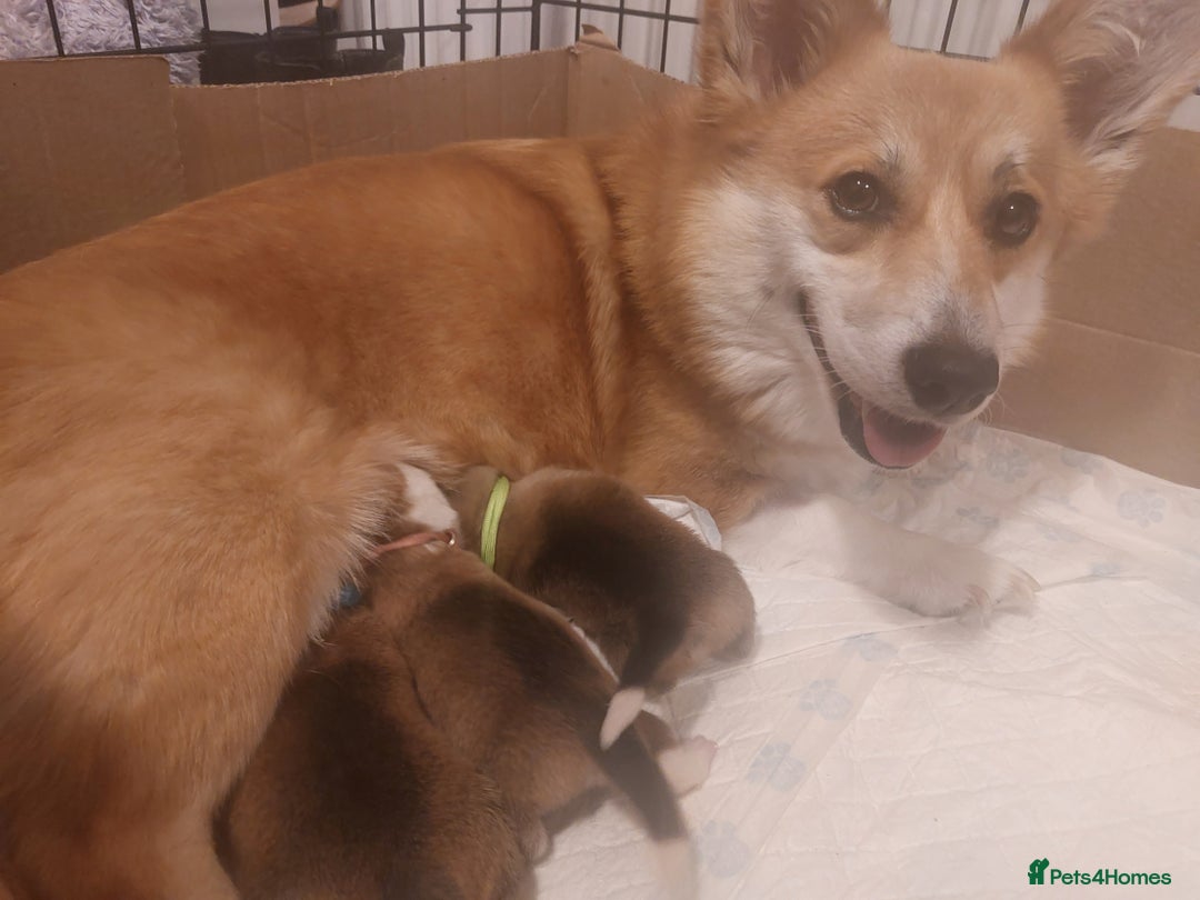 Welsh Corgi Pembroke dogs for sale: 3 Cuddly Corgi Pups for Sale; 2 males, 1 female - Image 12