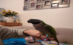Parakeets birds for sale: Indian ringneck & Derbyan Parrot - Image 8