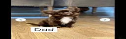 Chihuahua dogs for sale: READY NOW - Long coat chihuahua puppies - Advert 3