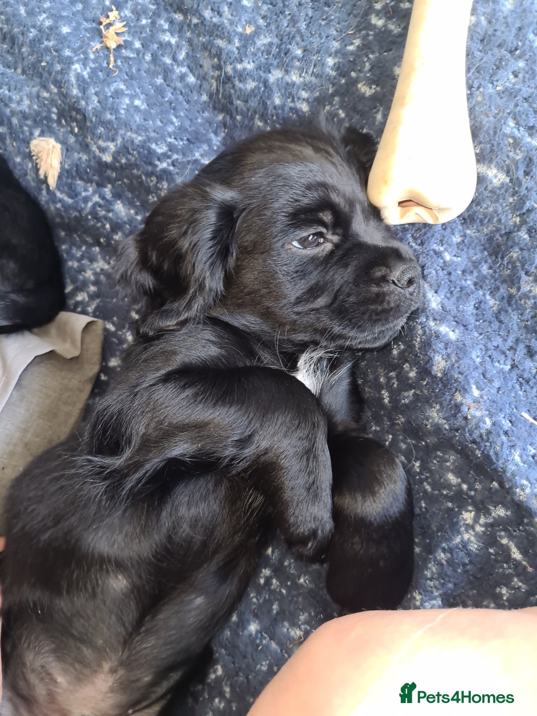 Mixed Breed dogs for sale: Beautiful litter of spaniel Cross  - Image 14