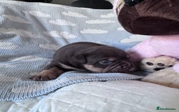 English Bulldog dogs for sale: Self Whelped Healthy English bulldog Babies❤️🤍 - Image 29