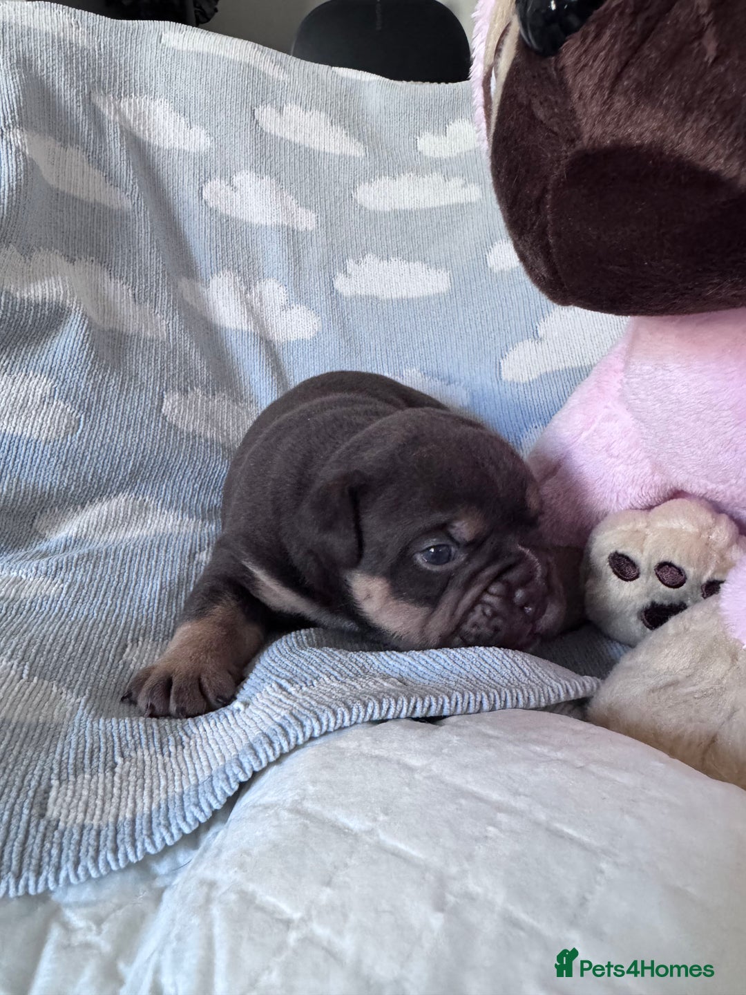 English Bulldog dogs for sale: Self Whelped Healthy English bulldog Babies❤️🤍 - Image 29