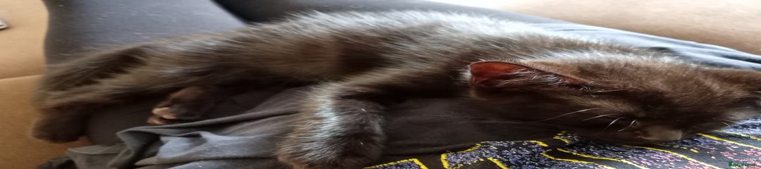 Ragdoll Kitten 1
